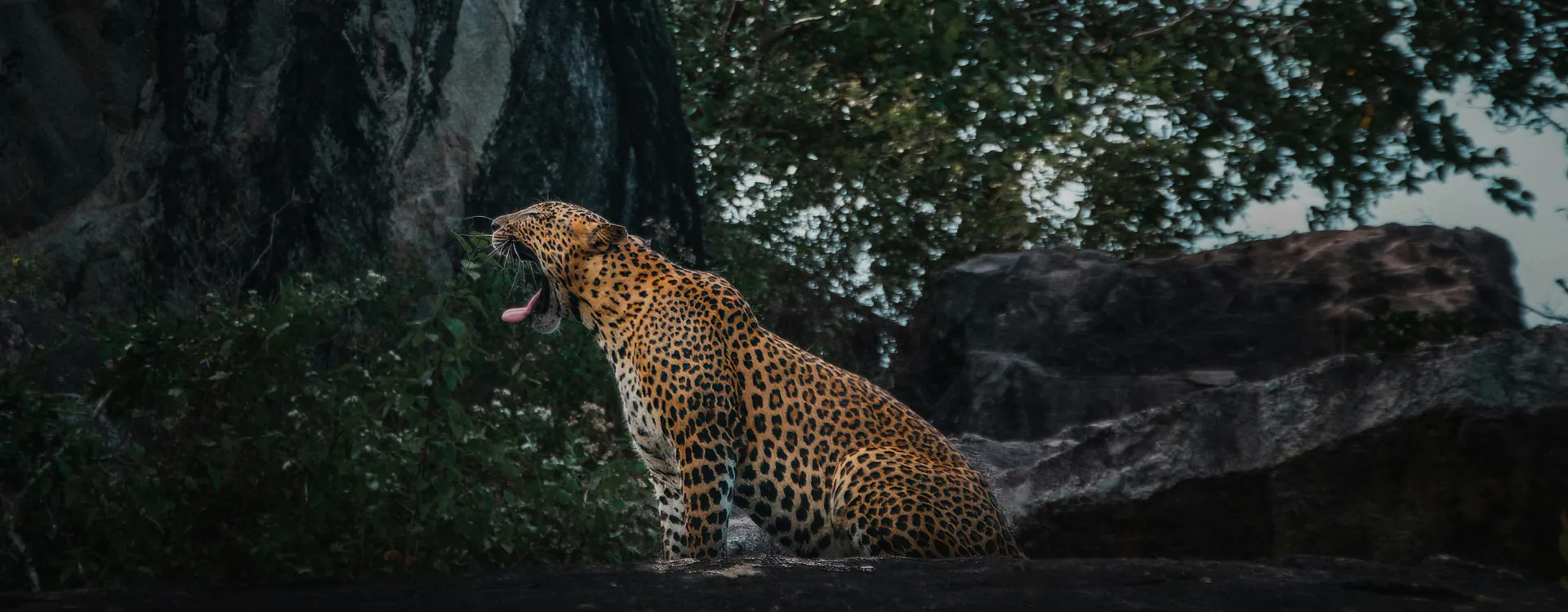 Sri Lankan leopard yawning