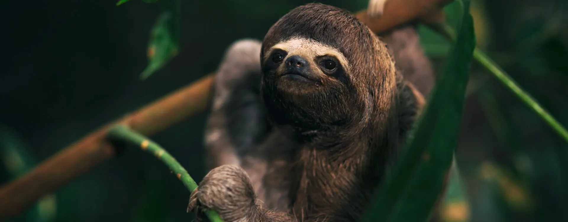 Sleepy sloth in the Peruvian Amazon