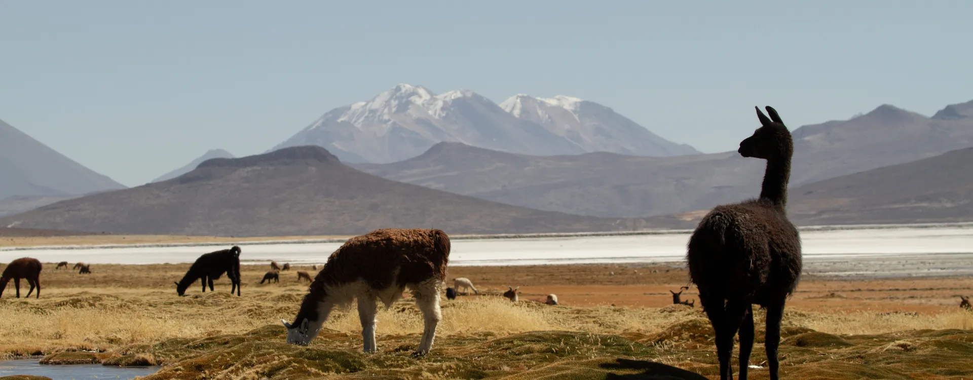Llamas in the Colca Canyon Peru
