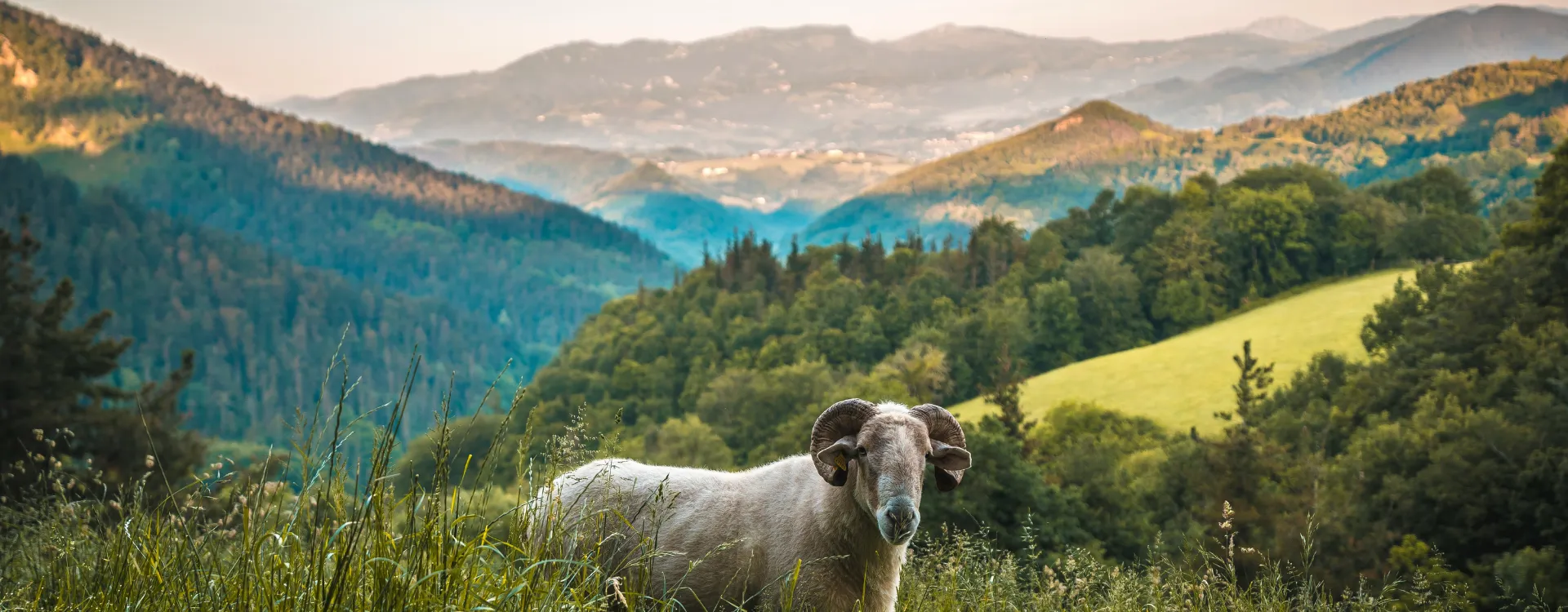 Wild goat, or a markhor or an ibex, standing in a mountainous landscape