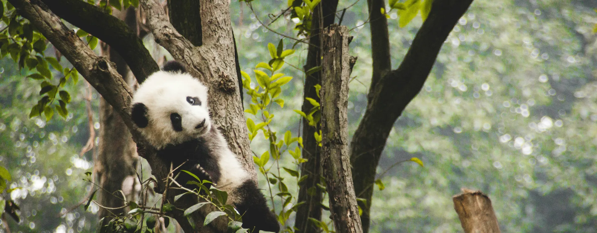 Panda's in Chengdu, Luxury holidays to Chengdu China
