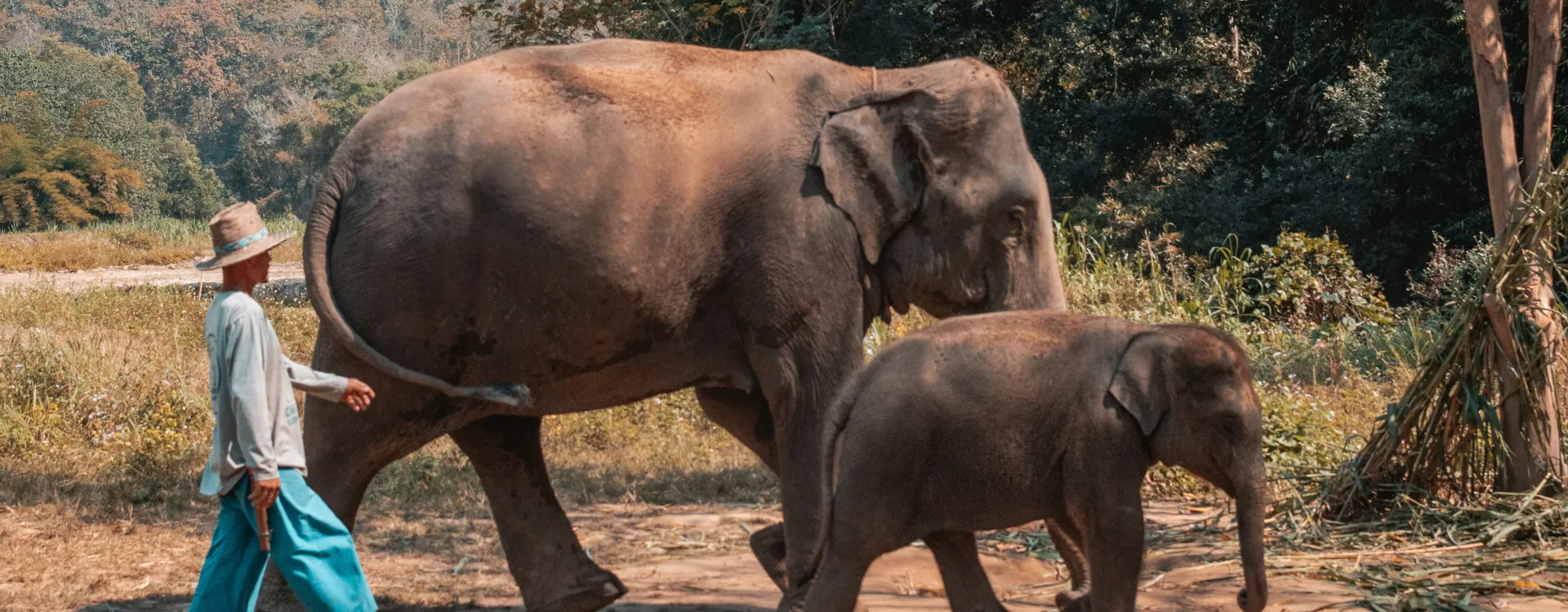 Two elephants walking in the golden Triangle Thailand