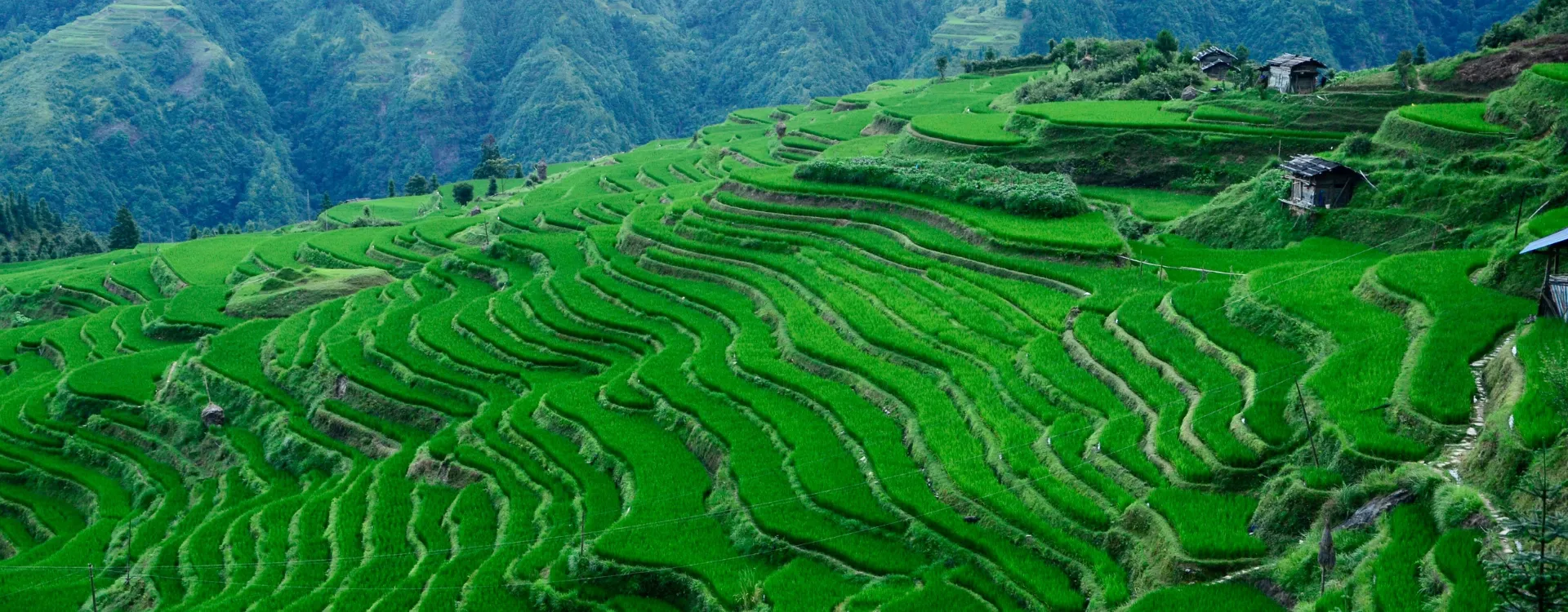 Ricepaddy terraces luxury holiday to Guizhou