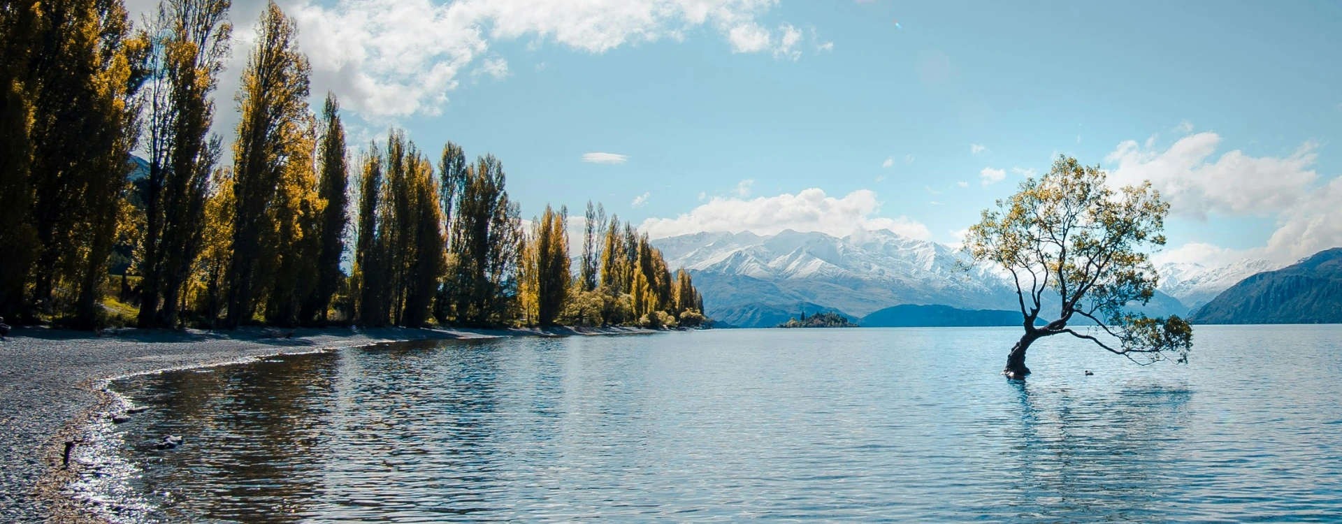 View of a lake and Wanaka Tree in New Zealand