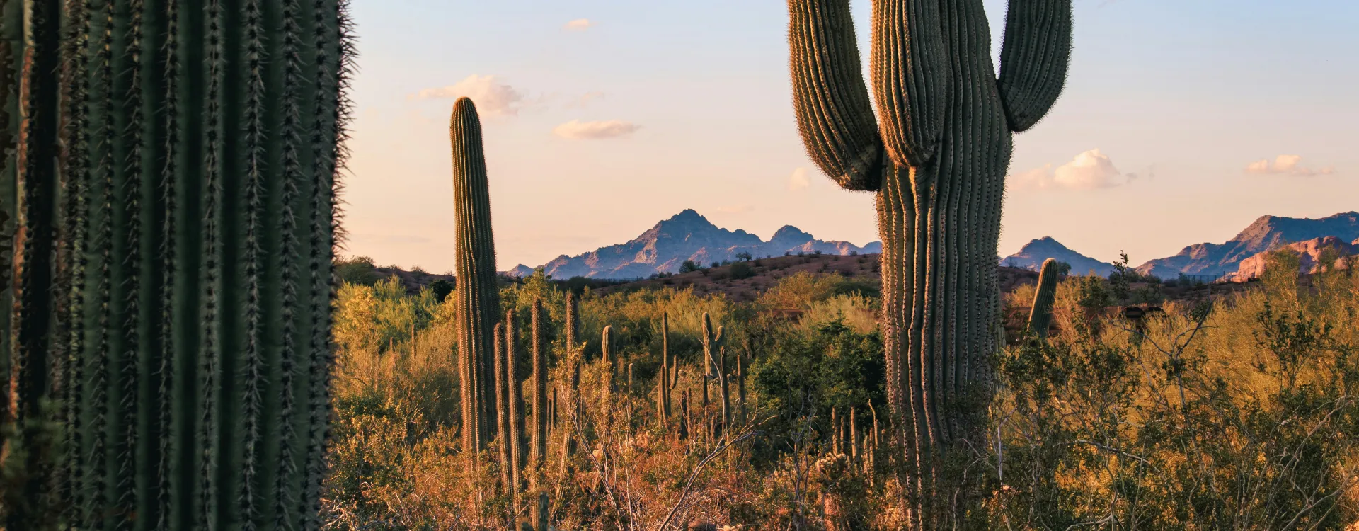Sonoran Desert scene, featuring prominent saguaro cacti at sunset