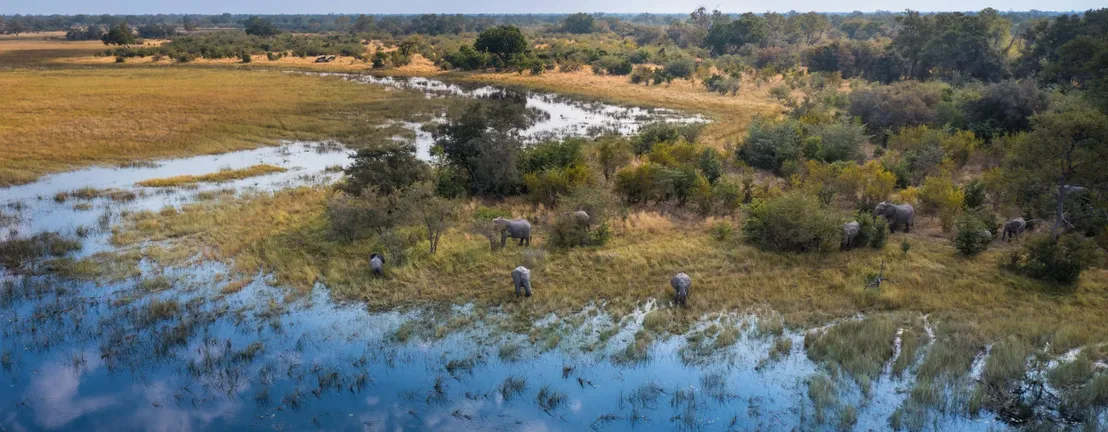 Elephants on the Okavango Delta
