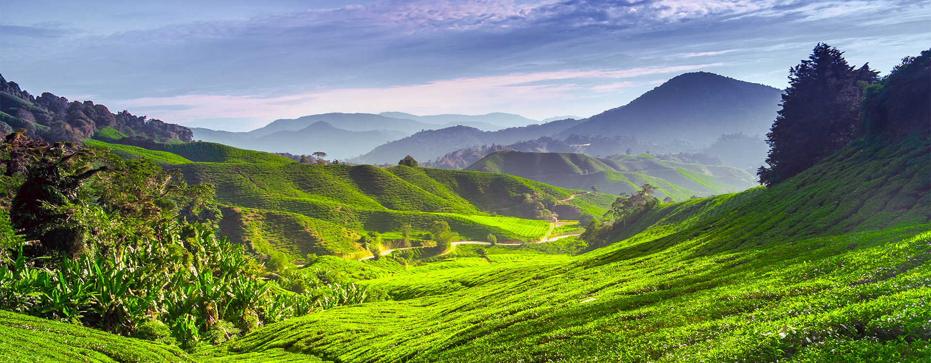 Tea plantation and blue skies in Cameron highlands, Malaysia, luxury holidays