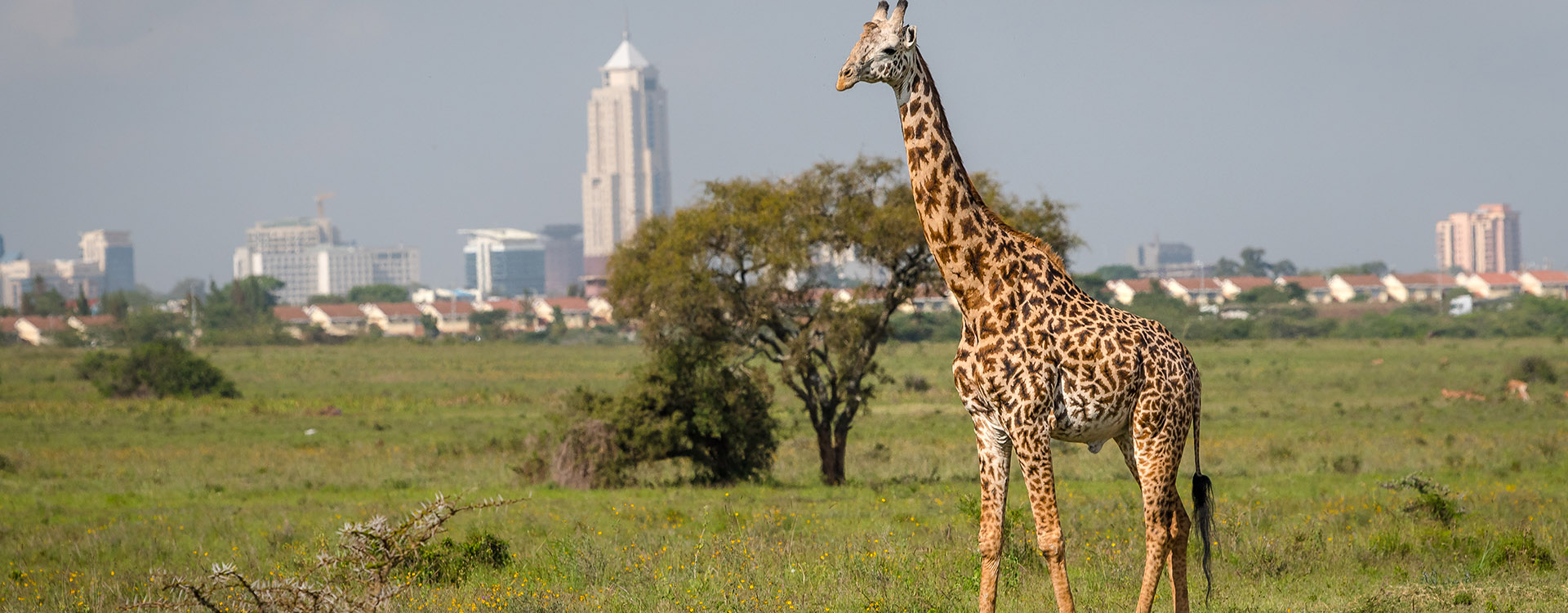 Giraffe in Nairobi city the capital of Kenya.