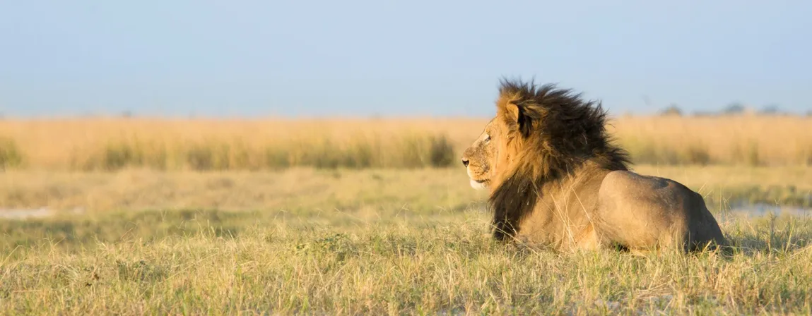 Lion sitting on grassy savannah in South Africa Safari