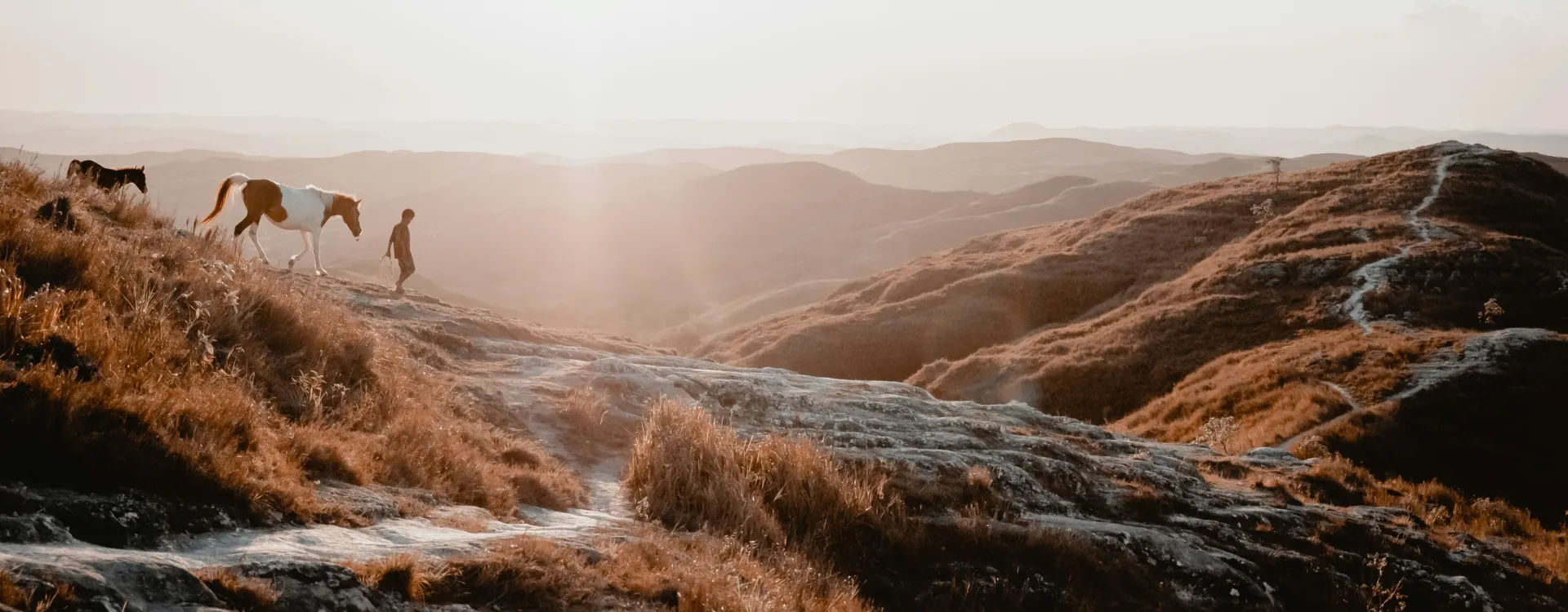 horses walking across a mountain sumba indonesia