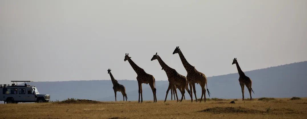 Giraffes on the Serengeti Plains Tanzania Africa Safari Holiday