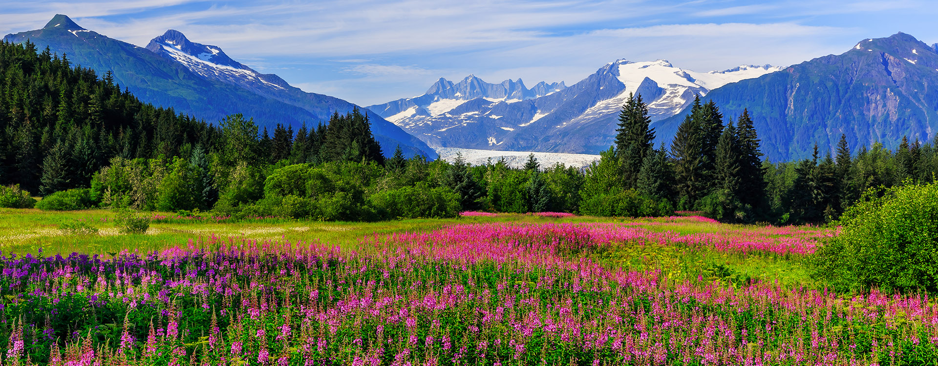 Juneau, Alaska. Mendenhall Glacier Viewpoint with Fireweed in bloom