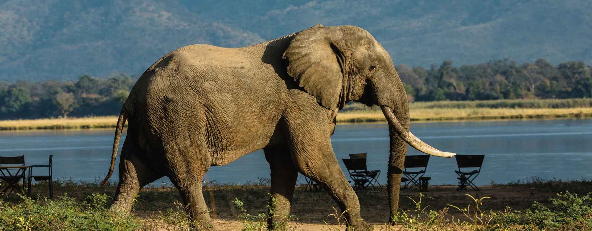 Elephant walking across waterway in Zimbabwe safari