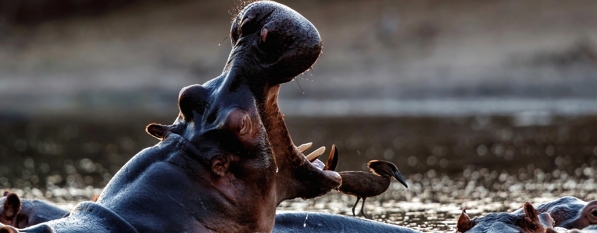 Close up of a hippo with mouth open and bird on Zambia Safari