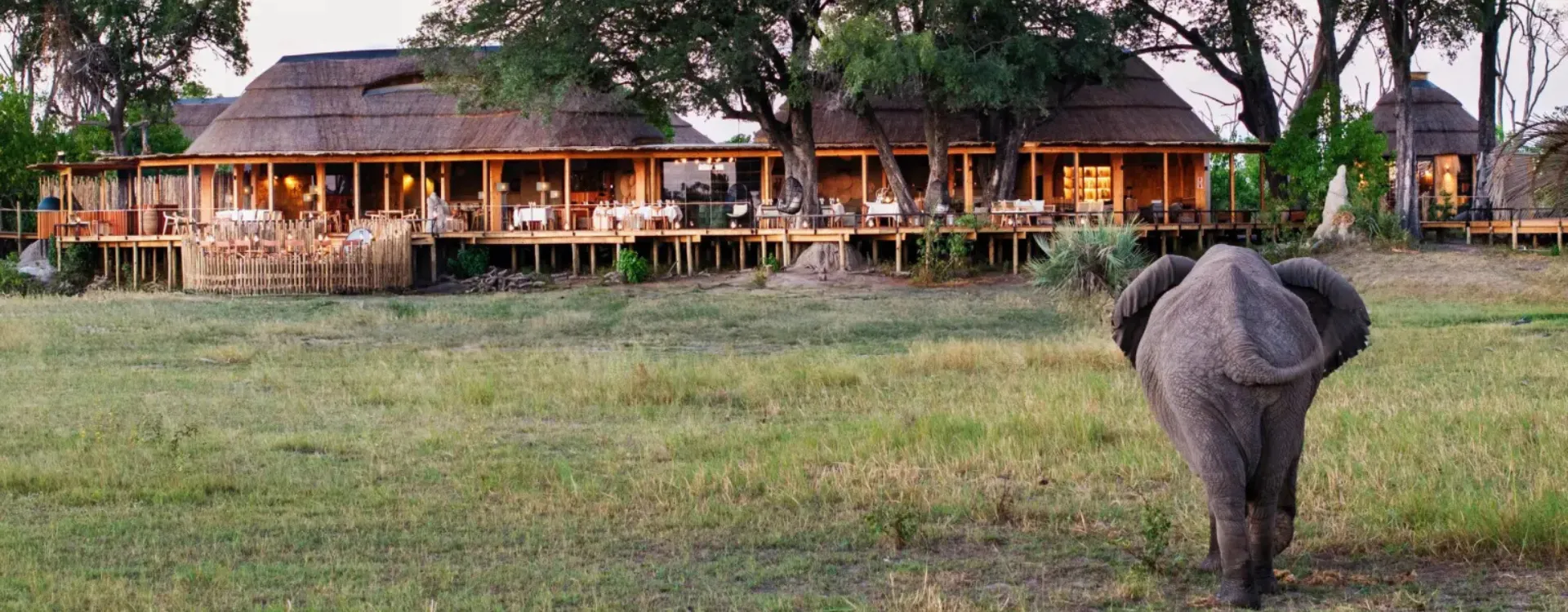 Elephant walking towards Tawana Natural Selection Camp